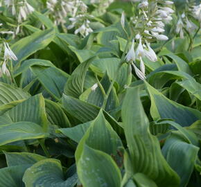 Bohyška 'Alvatine Taylor' - Hosta 'Alvatine Taylor'