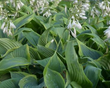 Bohyška 'Alvatine Taylor'
