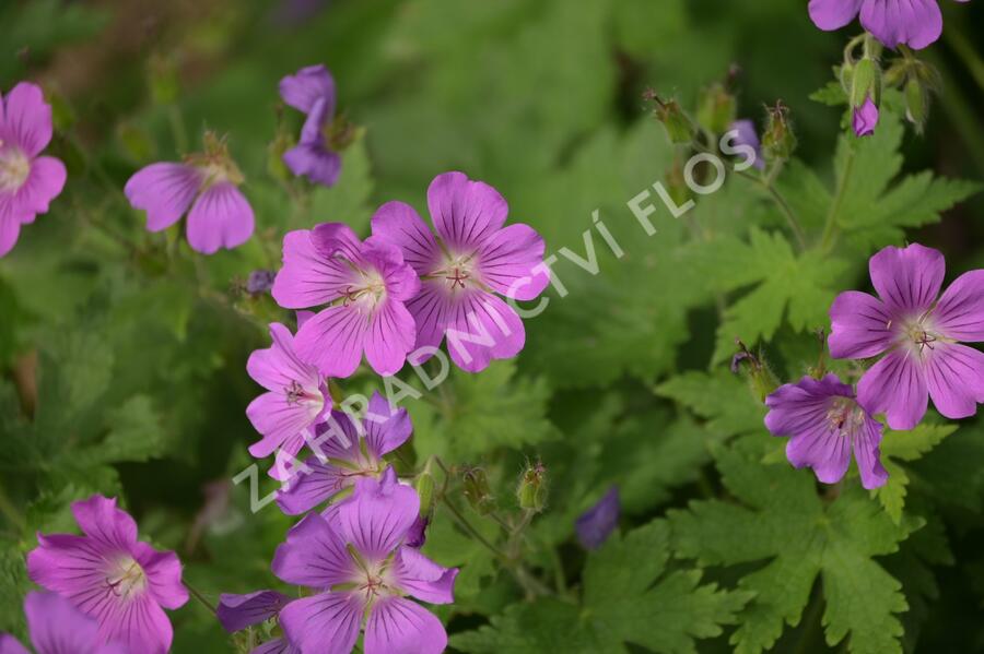 Kakost 'Sirak' - Geranium 'Sirak'