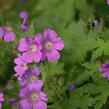 Kakost 'Sirak' - Geranium 'Sirak'