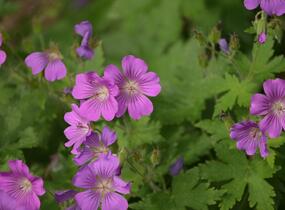 Kakost 'Sirak' - Geranium 'Sirak'