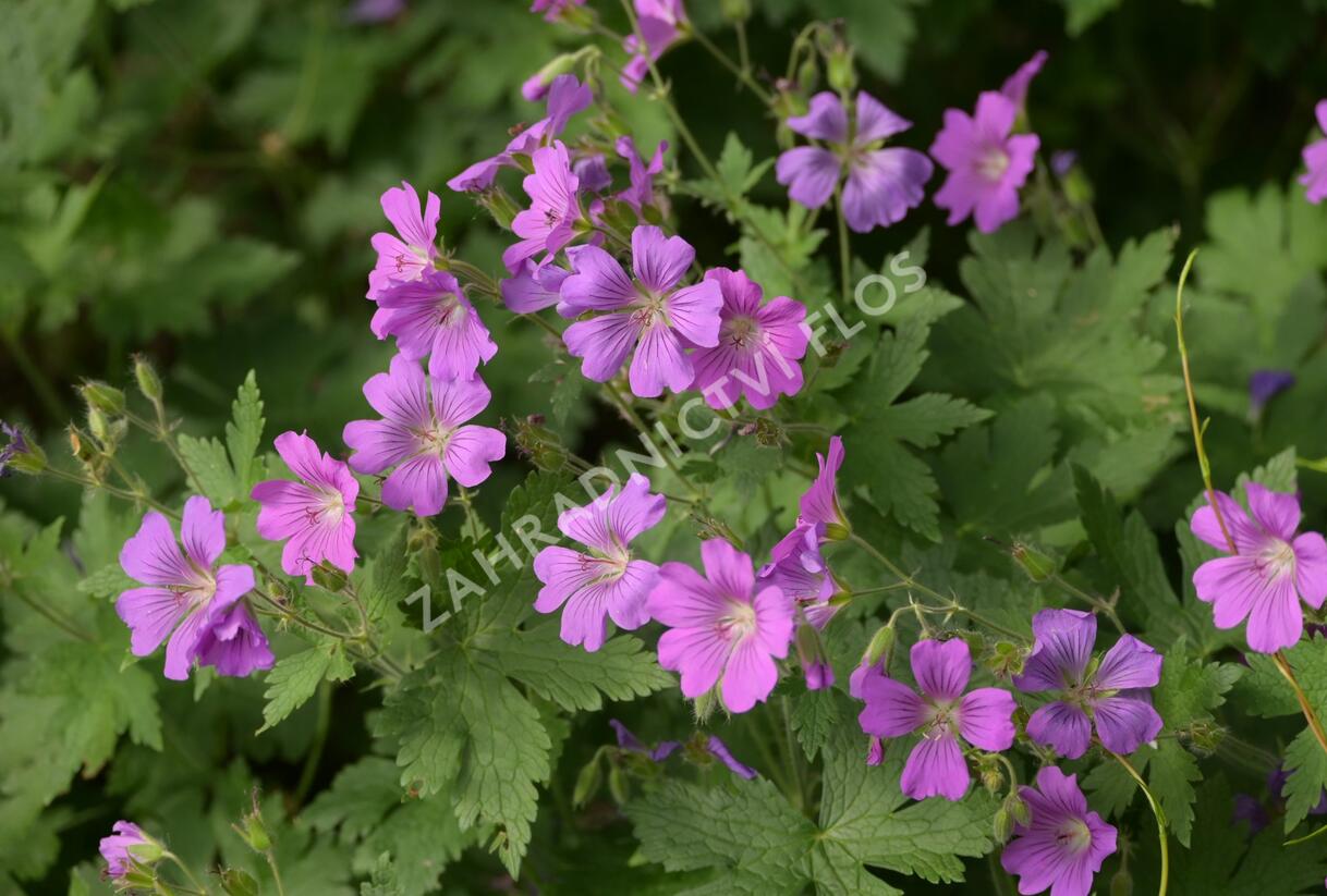 Kakost 'Sirak' - Geranium 'Sirak'