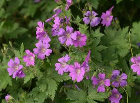 Kakost 'Sirak' - Geranium 'Sirak'
