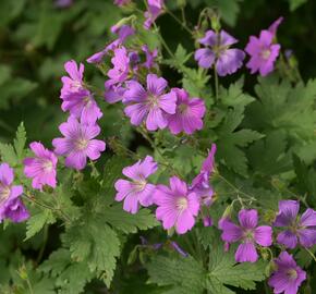 Kakost 'Sirak' - Geranium 'Sirak'