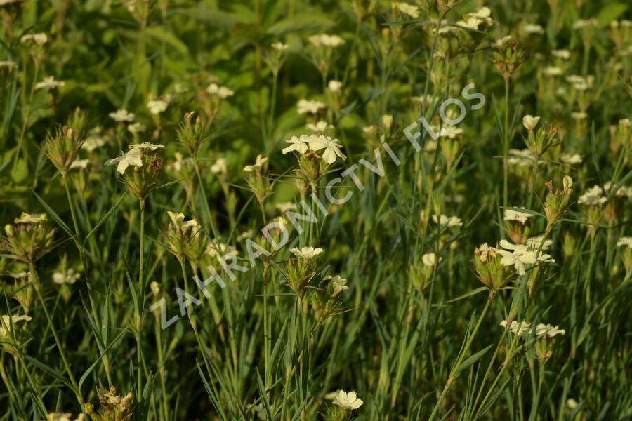 Hvozdík Knapův - Dianthus knappii