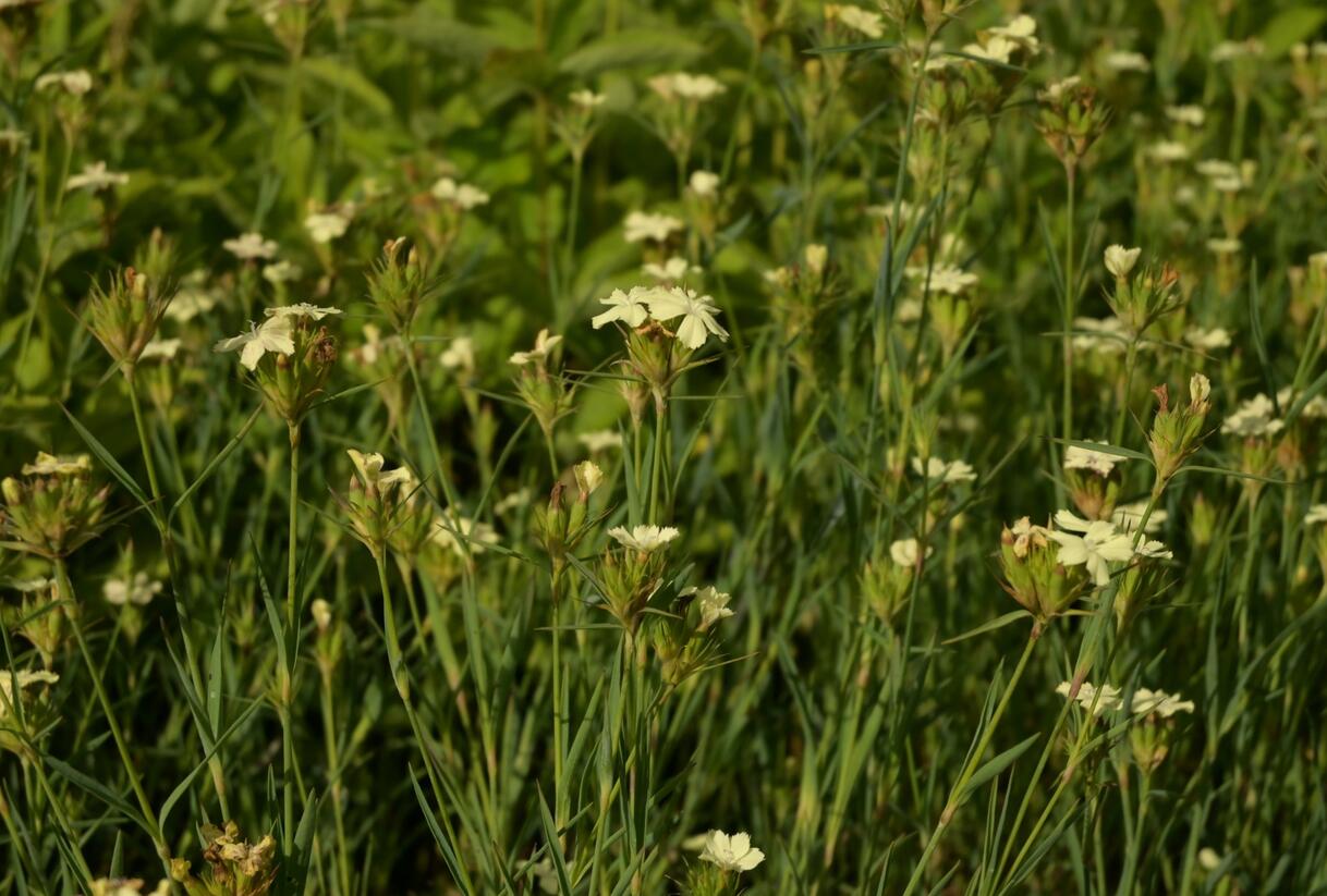 Hvozdík Knapův - Dianthus knappii