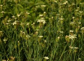 Hvozdík Knapův - Dianthus knappii