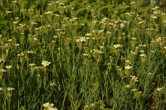 Hvozdík Knapův - Dianthus knappii