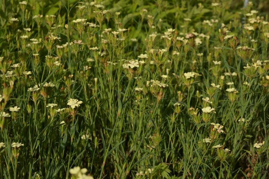 Hvozdík Knapův - Dianthus knappii