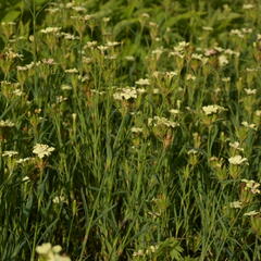 Hvozdík Knapův - Dianthus knappii