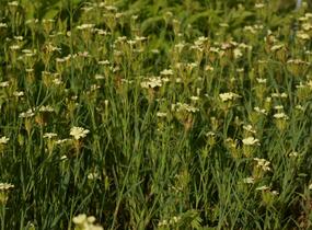 Hvozdík Knapův - Dianthus knappii