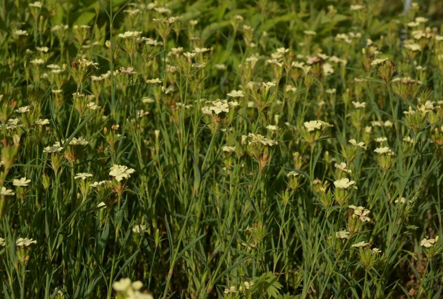 Hvozdík Knapův - Dianthus knappii