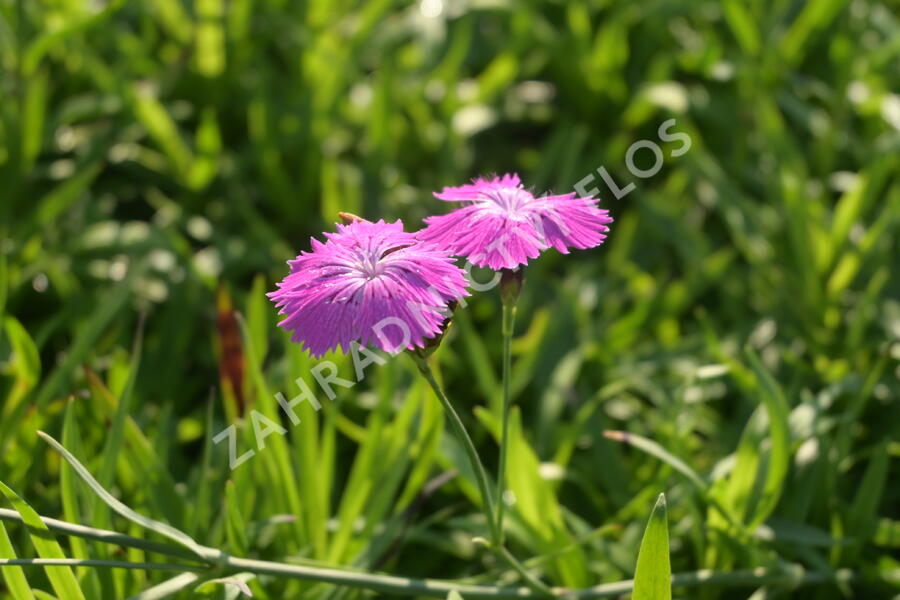 Hvozdík lesní - Dianthus sylvaticus