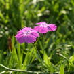 Hvozdík lesní - Dianthus sylvaticus