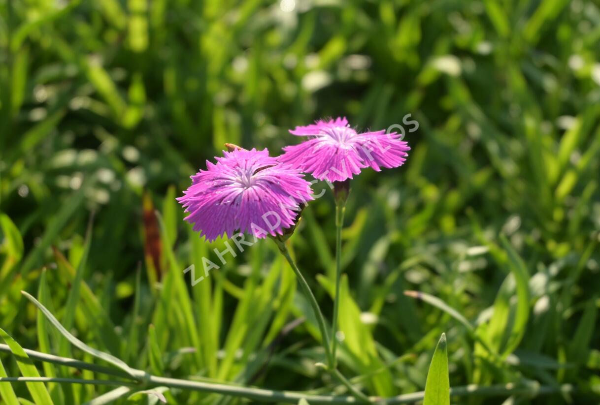 Hvozdík lesní - Dianthus sylvaticus