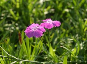 Hvozdík lesní - Dianthus sylvaticus
