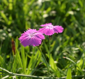 Hvozdík lesní - Dianthus sylvaticus