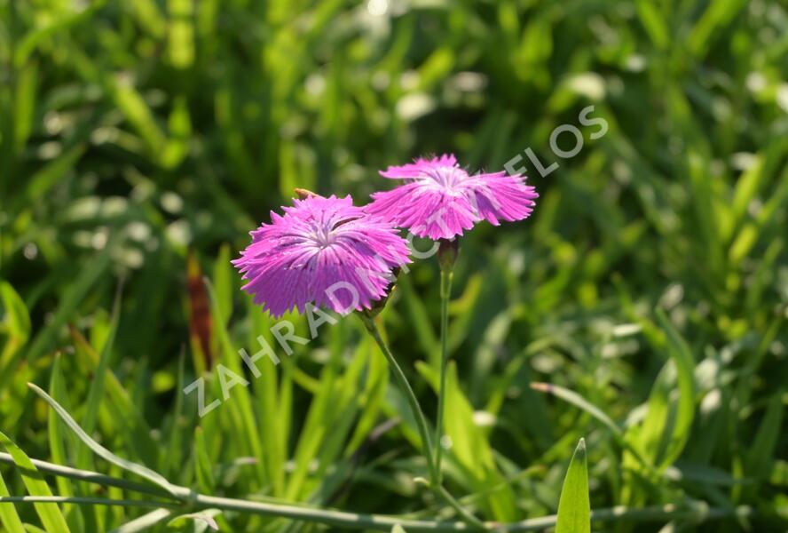 Hvozdík lesní - Dianthus sylvaticus