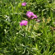 Hvozdík lesní - Dianthus sylvaticus