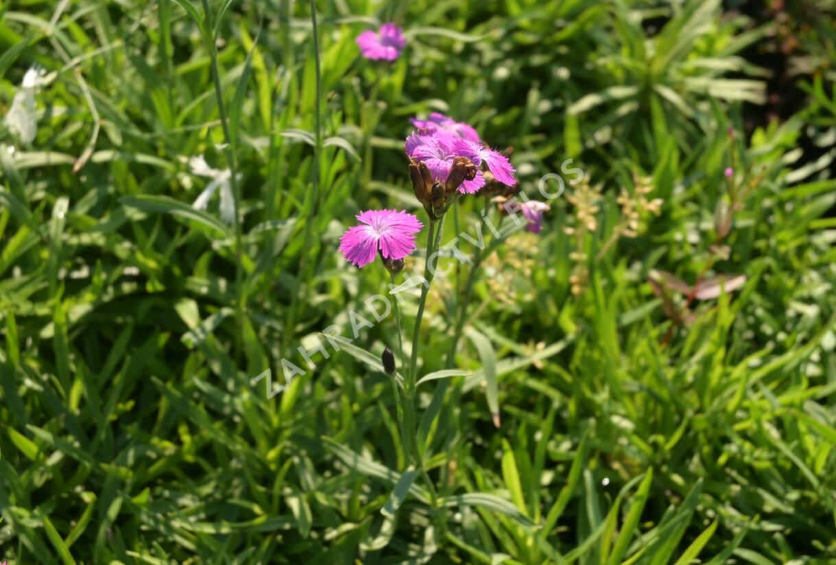 Hvozdík lesní - Dianthus sylvaticus