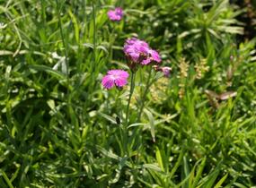 Hvozdík lesní - Dianthus sylvaticus