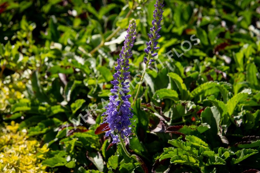 Rozrazil klasnatý 'Baby Blue' - Veronica spicata 'Baby Blue'