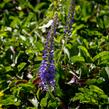 Rozrazil klasnatý 'Baby Blue' - Veronica spicata 'Baby Blue'