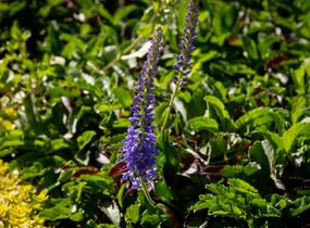 Rozrazil klasnatý 'Baby Blue' - Veronica spicata 'Baby Blue'