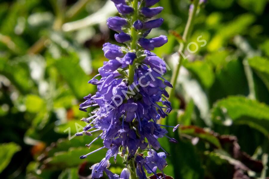 Rozrazil klasnatý 'Baby Blue' - Veronica spicata 'Baby Blue'