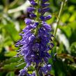 Rozrazil klasnatý 'Baby Blue' - Veronica spicata 'Baby Blue'