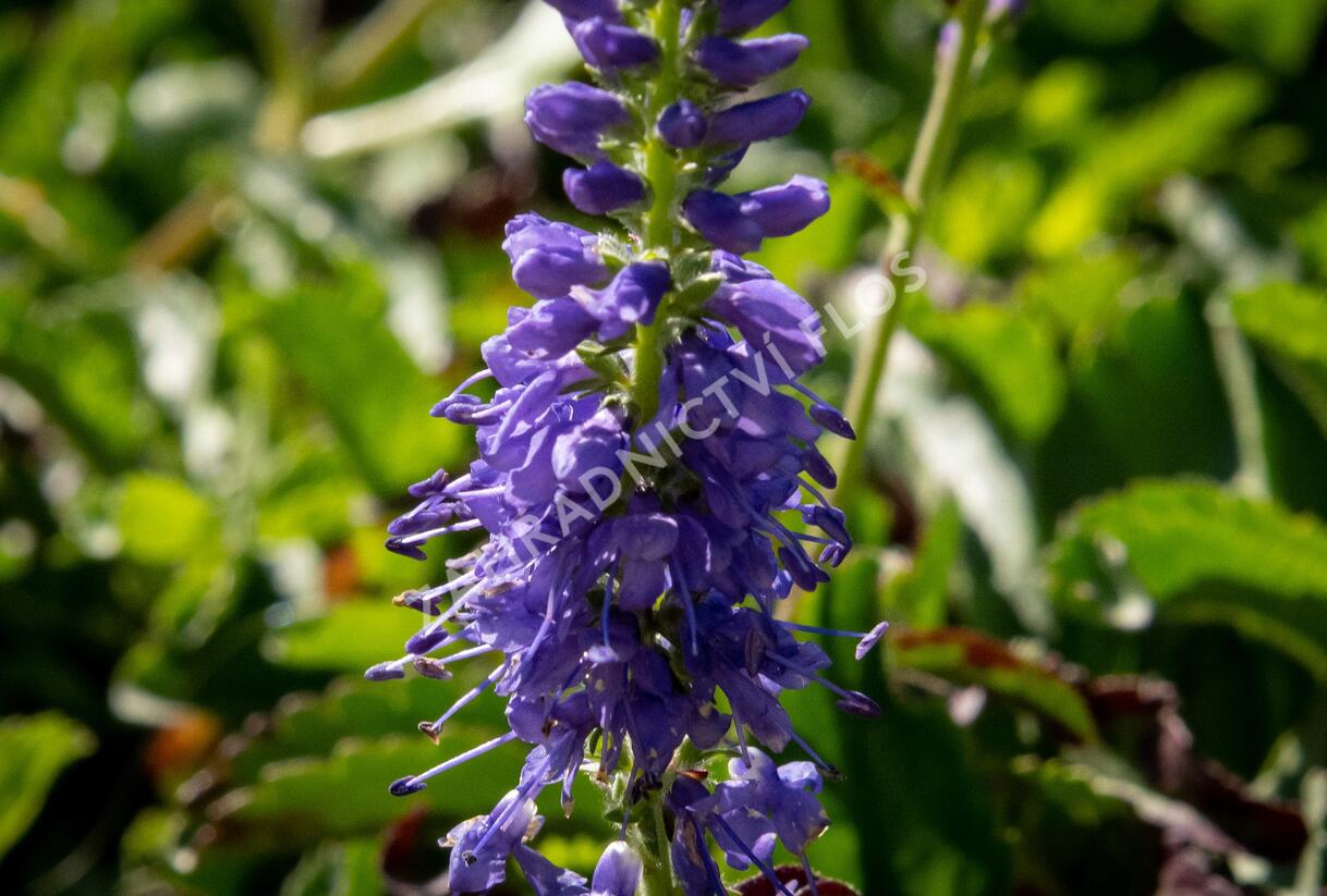 Rozrazil klasnatý 'Baby Blue' - Veronica spicata 'Baby Blue'