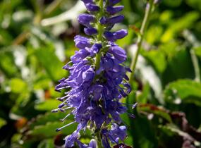Rozrazil klasnatý 'Baby Blue' - Veronica spicata 'Baby Blue'