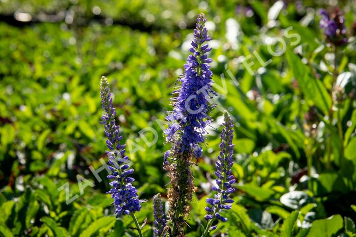 Rozrazil klasnatý 'Baby Blue' - Veronica spicata 'Baby Blue'