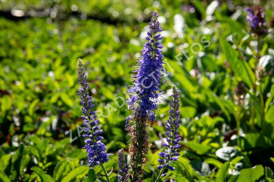 Rozrazil klasnatý 'Baby Blue' - Veronica spicata 'Baby Blue'