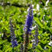 Rozrazil klasnatý 'Baby Blue' - Veronica spicata 'Baby Blue'