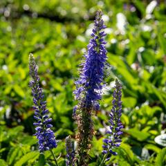 Rozrazil klasnatý 'Baby Blue' - Veronica spicata 'Baby Blue'