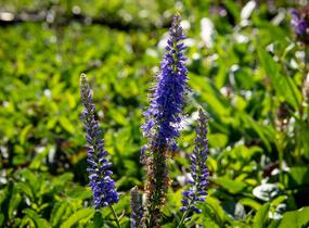 Rozrazil klasnatý 'Baby Blue' - Veronica spicata 'Baby Blue'