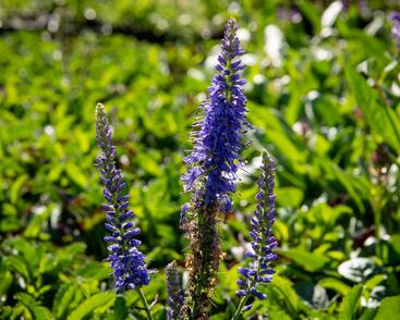 Rozrazil klasnatý 'Baby Blue'