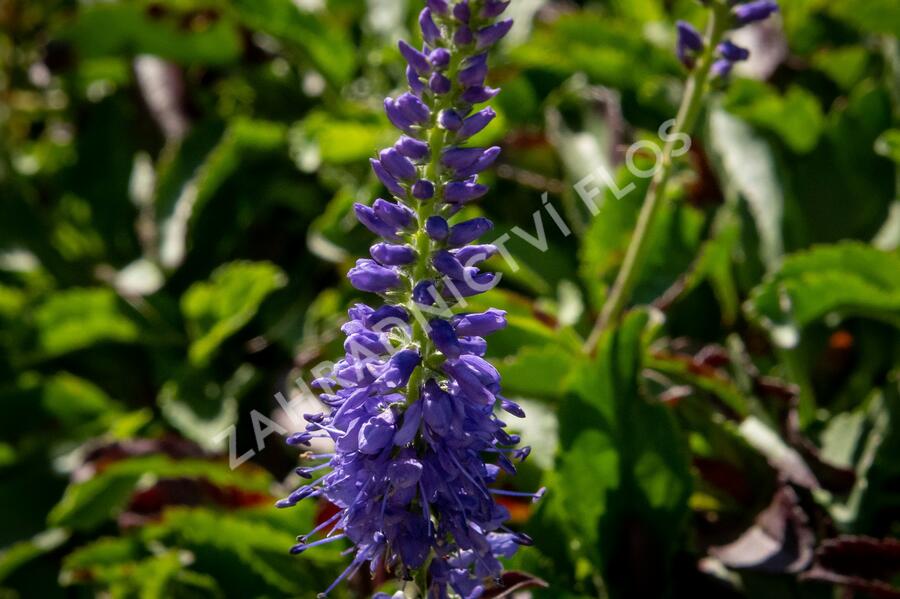 Rozrazil klasnatý 'Baby Blue' - Veronica spicata 'Baby Blue'