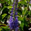 Rozrazil klasnatý 'Baby Blue' - Veronica spicata 'Baby Blue'
