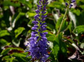 Rozrazil klasnatý 'Baby Blue' - Veronica spicata 'Baby Blue'