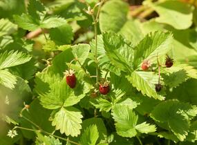 Jahodník měsíční - Fragaria vesca
