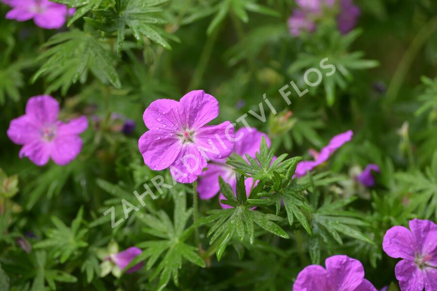 Kakost krvavý 'Vision Violet' - Geranium sanguineum 'Vision Violet'