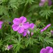 Kakost krvavý 'Vision Violet' - Geranium sanguineum 'Vision Violet'