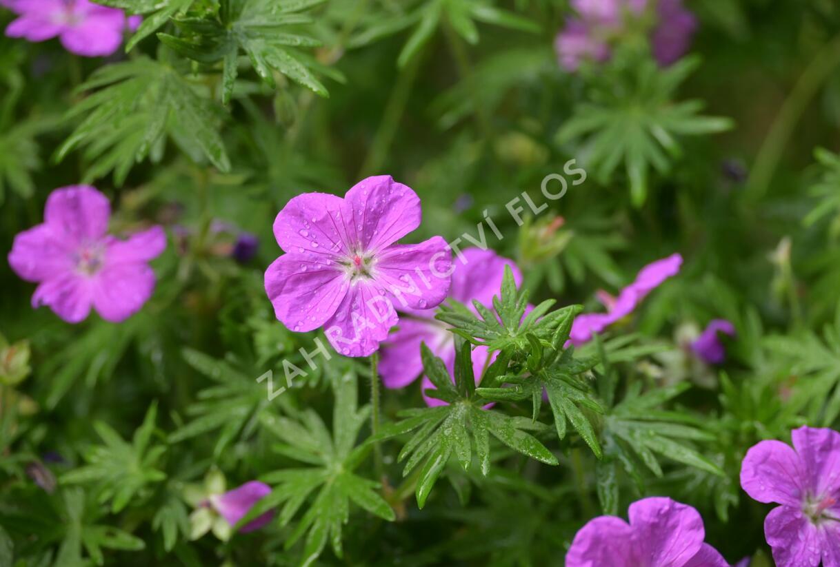 Kakost krvavý 'Vision Violet' - Geranium sanguineum 'Vision Violet'