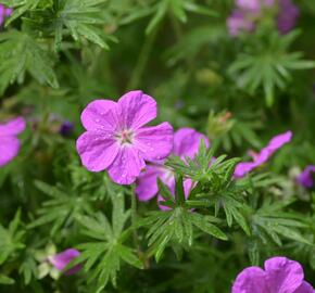 Kakost krvavý 'Vision Violet' - Geranium sanguineum 'Vision Violet'