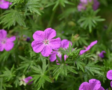 Kakost krvavý 'Vision Violet'