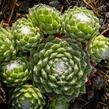 Netřesk 'Silberling' - Sempervivum 'Silberling'