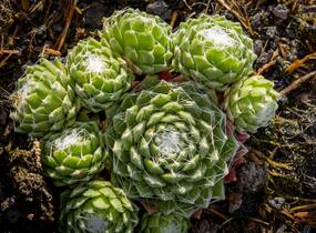 Netřesk 'Silberling' - Sempervivum 'Silberling'