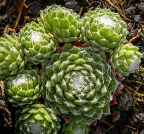 Netřesk 'Silberling' - Sempervivum 'Silberling'